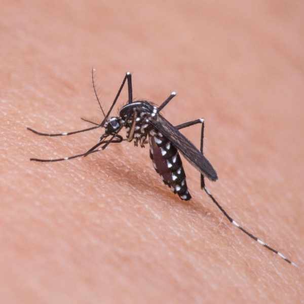 10 Fakta tentang Nyamuk yang Penting untuk Diketahui